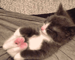 Giphy.com提供