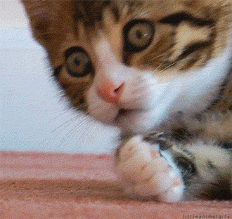 Image Source | giphy