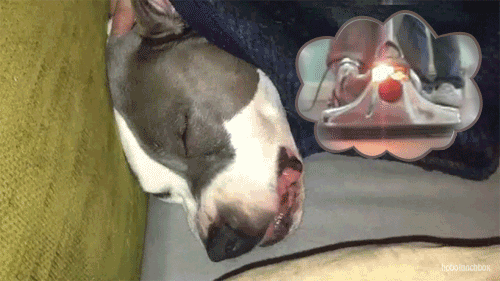 Giphy.com
