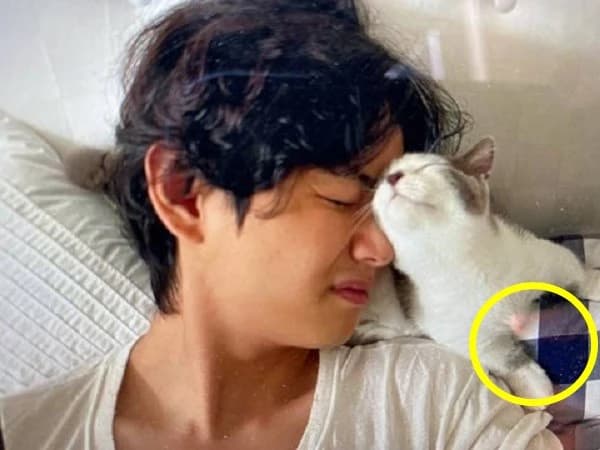Image source_nate | 뷔제니 침대 고양이 사진